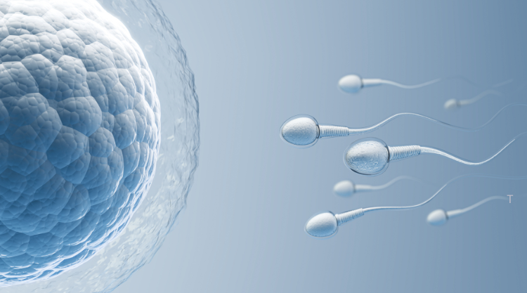 Do NAD+ and Precursor Supplements Impact Fertility? Egg Quality and Sperm Health Explored